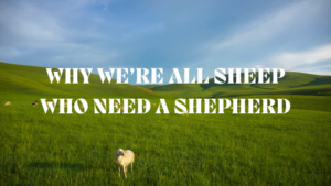 sheep