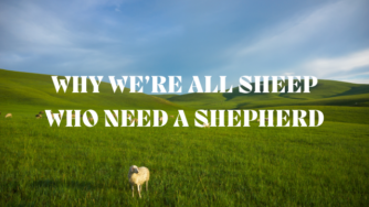 sheep