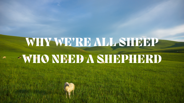 sheep